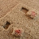 nail-polish-carpet nail-polish-carpet