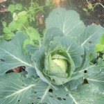 plants that have been eaten by bugs